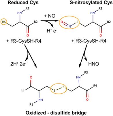 Computational Structural Biology of S-nitrosylation of Cancer Targets